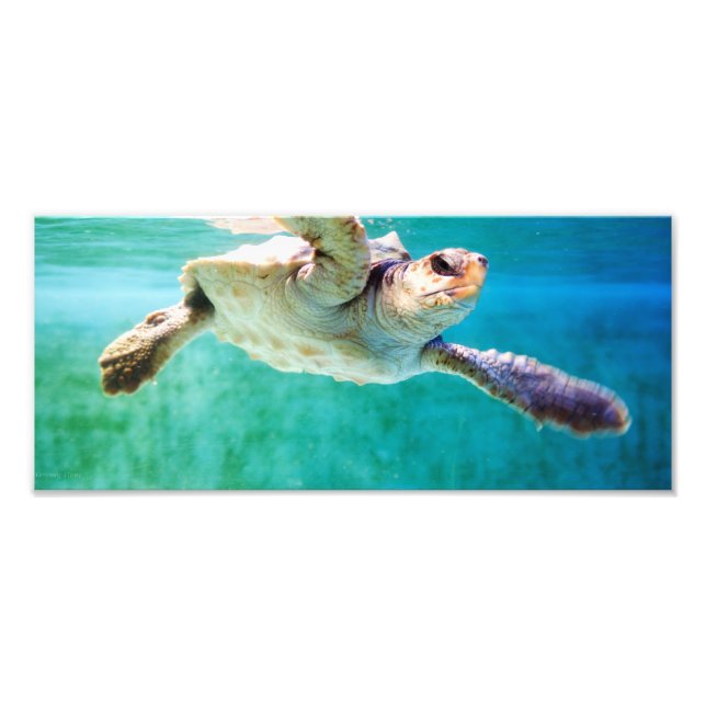 Loggerhead #3 Photo Print (Front)