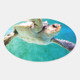 Loggerhead #3 Sticker