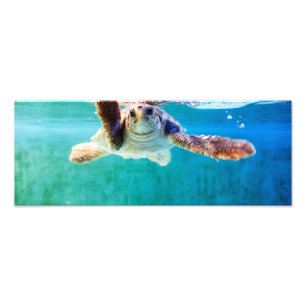Loggerhead #4 Photo Print