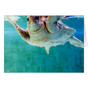 Loggerhead #5 Card