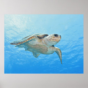 Loggerhead Poster