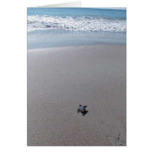 Loggerhead Rescue