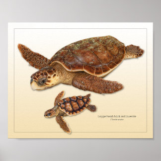 Loggerhead Sea Turtle Adult and Juvenile Print