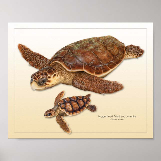 Loggerhead Sea Turtle Adult and Juvenile Print (Front)
