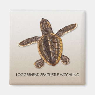 Loggerhead Sea Turtle Hatchling Magnet
