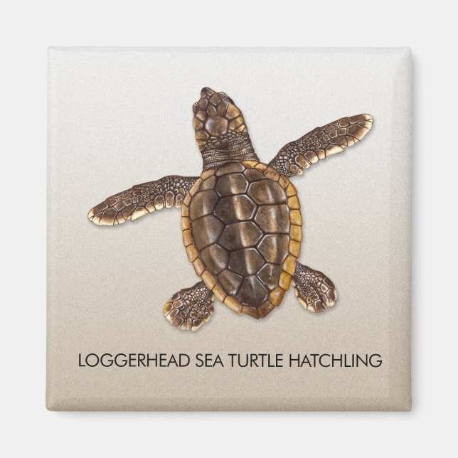 Loggerhead Sea Turtle Hatchling Magnet (Front)