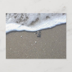 Loggerhead Sea Turtle Hatchling Postcard
