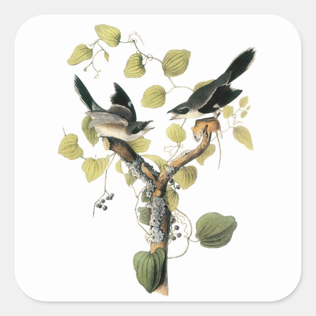 Loggerhead Shrike by Audubon Square Sticker (Front)