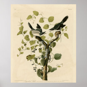 Loggerhead Shrike from Audubon's Birds of America  Poster
