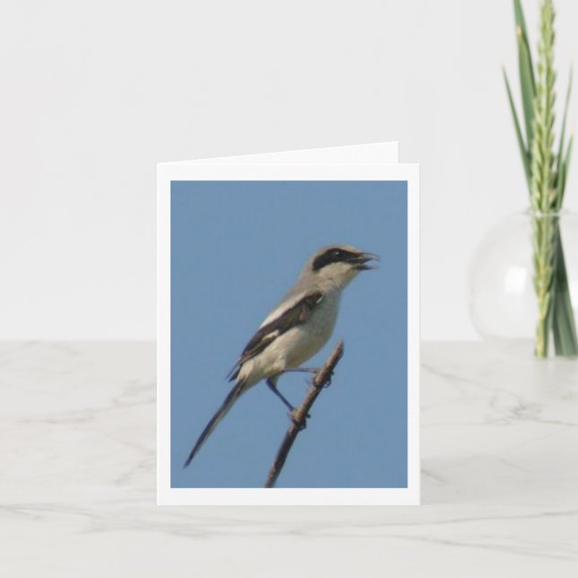 Loggerhead Shrike Photo Folded Note Card (Front)