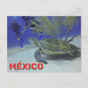 Loggerhead Turtle In Mexico Postcard
