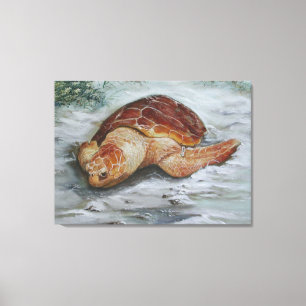 Loggerhead Turtle - St George Island Canvas Print
