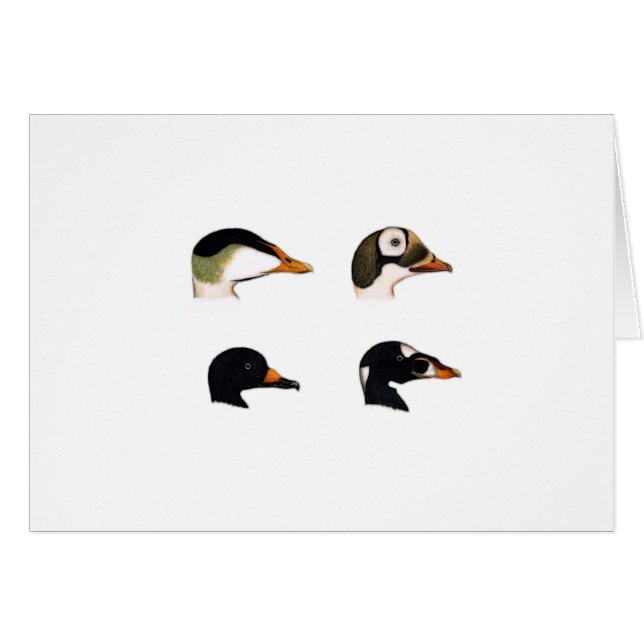 Logo de canards de mer (Devant horizontal)