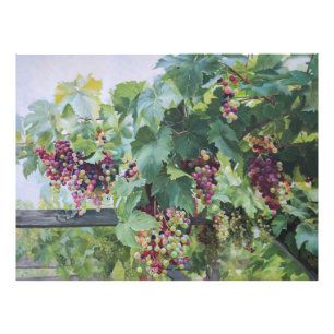 Loire Valley Vineyard – French Grape Painting Photo Print