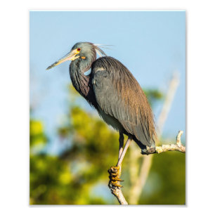 L'oiseau perfectionnent le pro papier de photo de