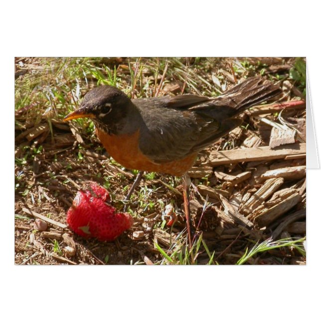 L'oiseau précoce obtient le ... (Devant horizontal)