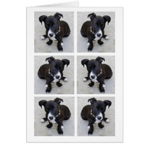 Loki Pup Collage Card