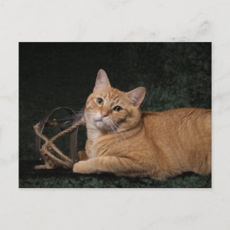 Loki with sled postcard