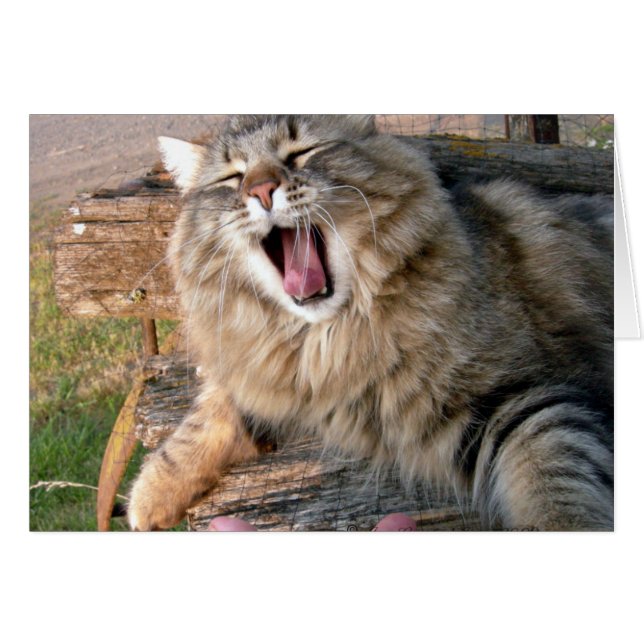 LOL Maine Coon (Devant horizontal)