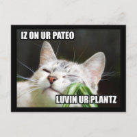 LOLCat Sassy Postcard