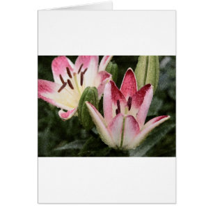 Lollipop Asiatic Lily Flowers and Buds