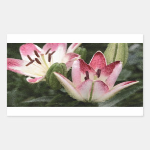Lollipop Asiatic Lily Flowers and Buds Sticker