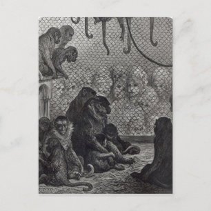 London' Monkeys Postcard