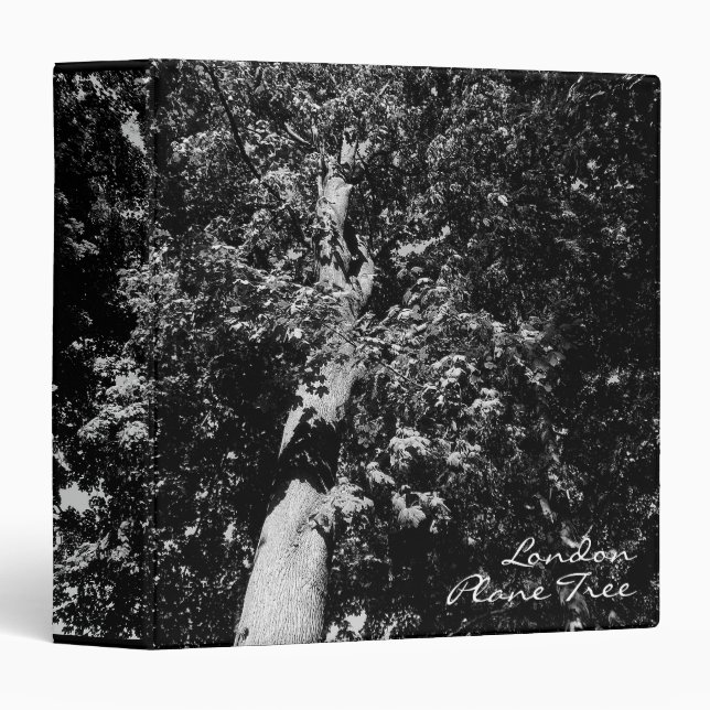 London Plane Tree (1.5in Ring) Binder (Front/Spine)