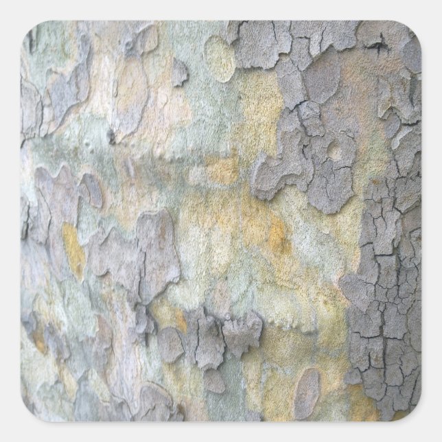 London Plane Tree Bark Sticker (Front)