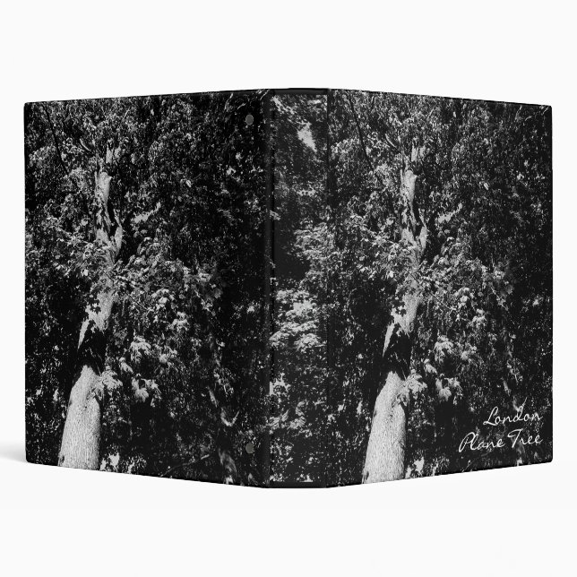 London Plane Tree Binder (Background)