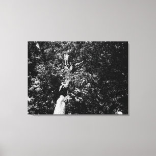 London Plane Tree Canvas Print