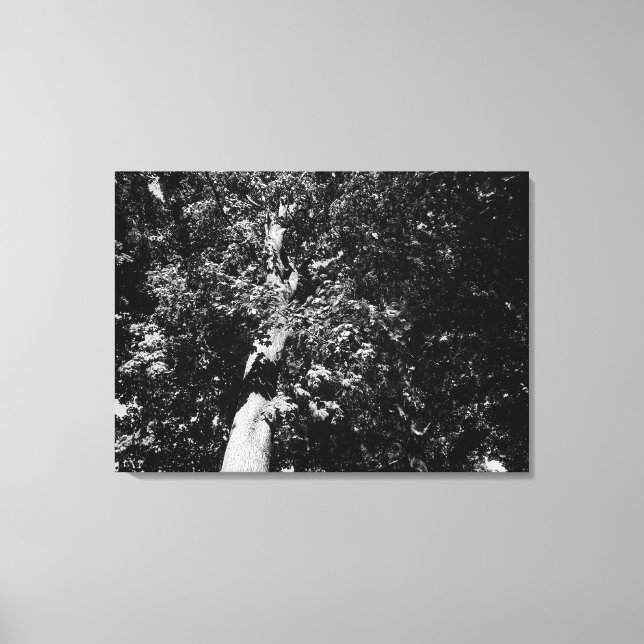 London Plane Tree Canvas Print (Front)