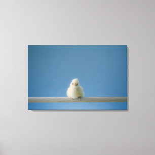 Lone Baby Pet Chicken Sitting on a Perch Canvas Print