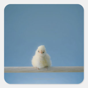Lone Baby Pet Chicken Sitting on a Perch Square Sticker