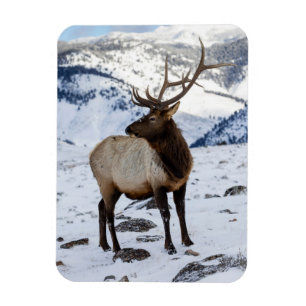 Lone Bull Elk in Snow   Yellowstone National Park Magnet