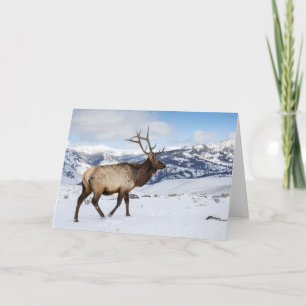 Lone Bull Elk   Yellowstone National Park Card