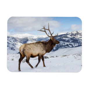 Lone Bull Elk Yellowstone National Park Magnet