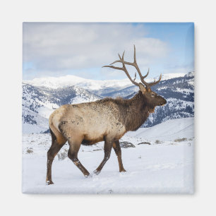 Lone Bull Elk Yellowstone National Park Magnet