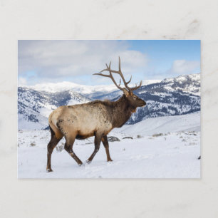 Lone Bull Elk   Yellowstone National Park Postcard