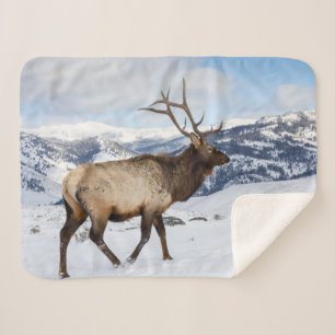 Lone Bull Elk Yellowstone National Park Sherpa Blanket
