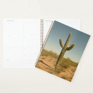 Lone Cactus