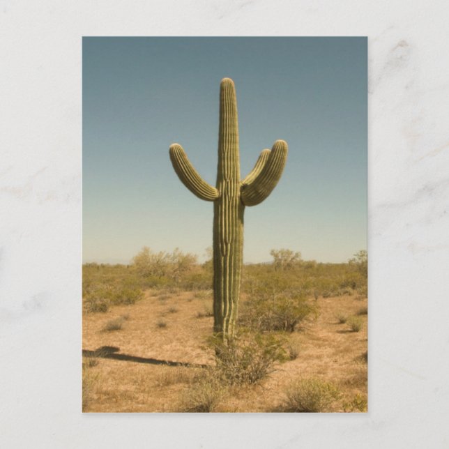 Lone Cactus Postcard (Front)