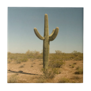 Lone Cactus Tile