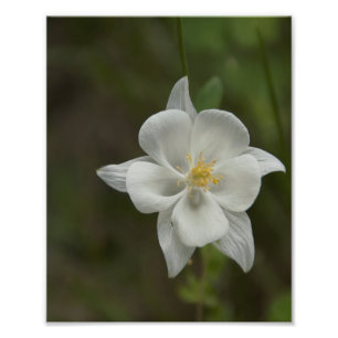 Lone Columbine Photo Print