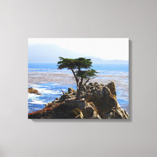 Lone Cypress, Monterey, California Canvas Print