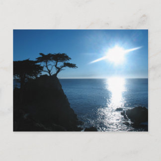 Lone Cypress Postcard