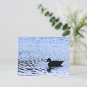 Lone Duck Wildlife Lake Water Ripples Photography Postcard