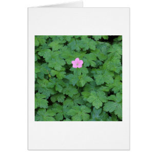 Lone Geranium