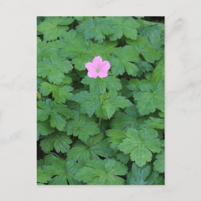 Lone Geranium Postcard (Front)