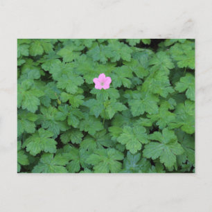 Lone Geranium Postcard